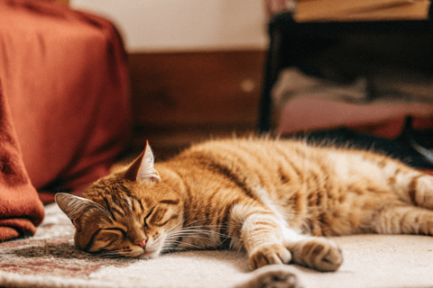 A lethargic cat lying down, looking tired and uninterested.