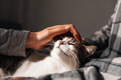 A loving cat gently head-butting its owner's hand.