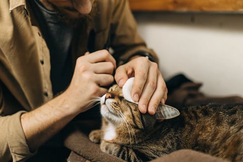 A hand using a cotton pad to clean the area around a cat’s eye.