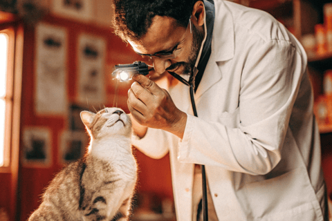 A vet examining a cat’s ears or eyes.