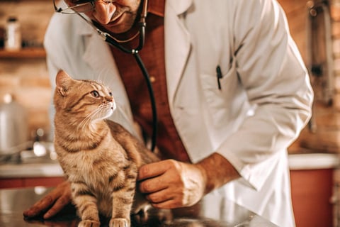 A veterinarian checking a cat during a routine exam.