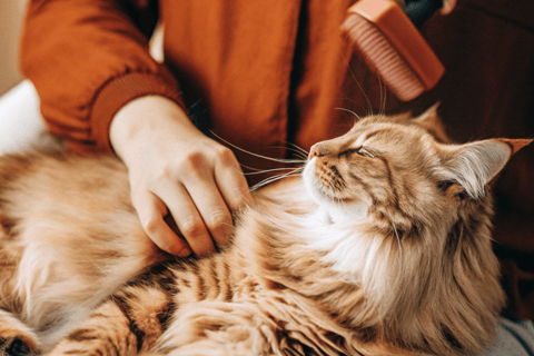 A fluffy Persian cat being brushed to prevent tangles.