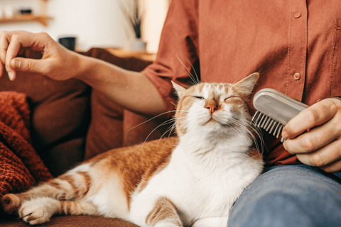 A happy orange tabby cat being groomed with a soft brush.
