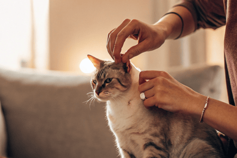 A close-up of a cat’s ear being cleaned with a cotton pad.