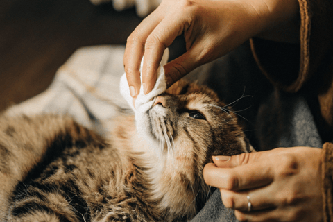 A person gently wiping a cat’s eye with a damp cotton pad.