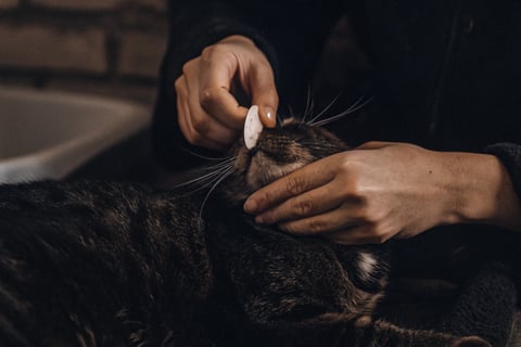 A person gently wiping a cat’s eye with an eye cleaning pad.