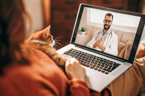 A virtual vet consultation for a cat through a smartphone.