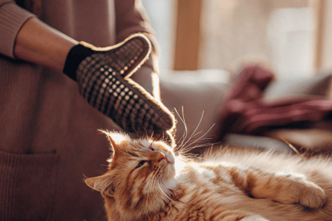 A person wearing a grooming glove and brushing loose fur off a cat.