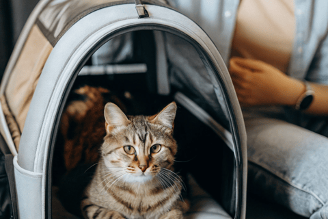 a cat in a cat bed in a woman's lap