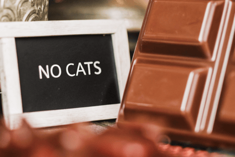Chocolate is toxic to cats.