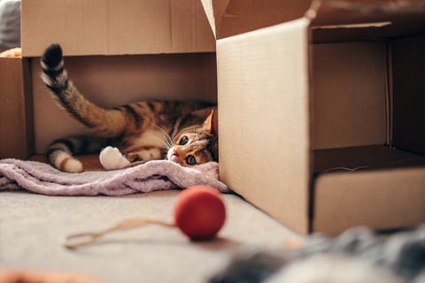 A playful cat exploring the inside of a cardboard box.