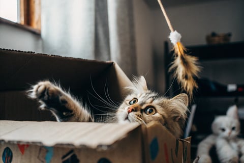 A playful cat hiding in a box and swatting at a feather toy.