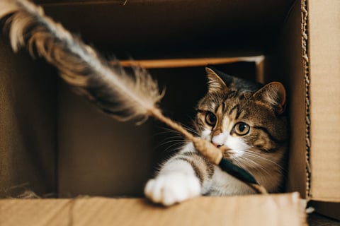 A playful cat hiding in a box and swatting at a feather toy.