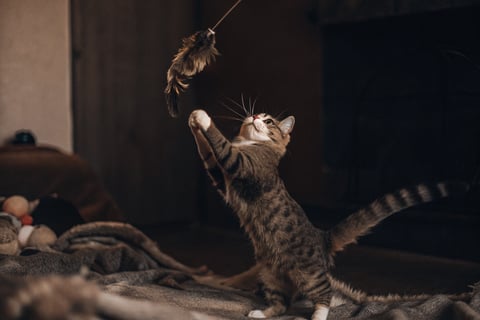 A playful cat swatting at a feather toy during interactive playtime.