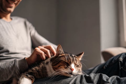 A relaxed cat purring while being petted by its owner.