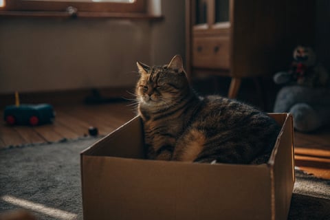  A relaxed cat sitting in a cardboard box for comfort.