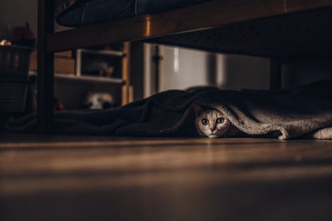 A shy cat hiding under a bed with just its head visible.