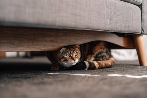 A shy or stressed cat hiding beneath a sofa.