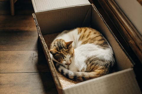 A sleeping cat nestled inside a small cardboard box for warmth.
