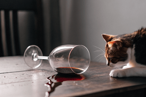 Alcohol is dangerous for cats.