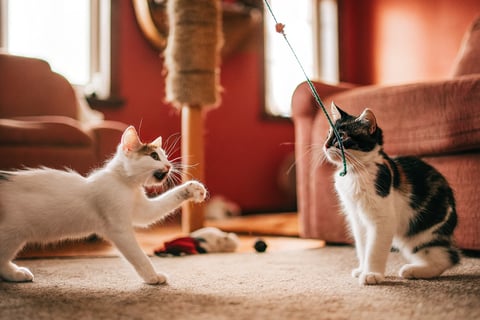 Common Mistakes New Cat Owners Make and How to Avoid Them