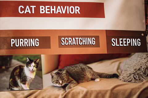 Decoding Cat Behavior: What Your Cat’s Actions Really Mean