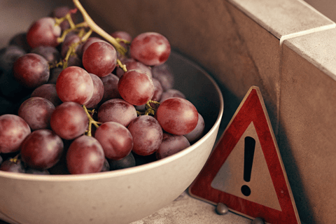 Grapes and raisins can harm a cat's kidneys.