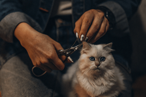 Hands using a pair of nail clippers to trim a cat's nails carefully.