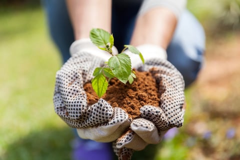 Plant planten borderplan tuinontwerp bloemen en vaste planten