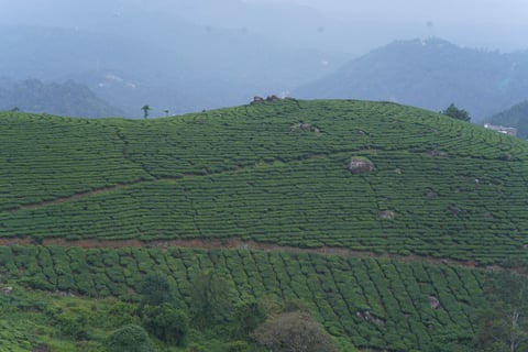 misty mountains in Munnar