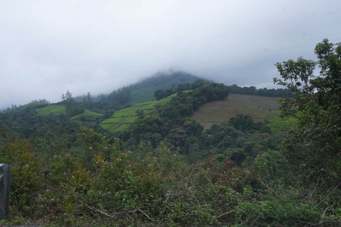 misty mountains in Munnar