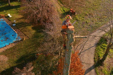 élagage drone