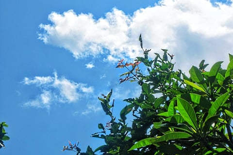 Green leaf  combined with blue cloud