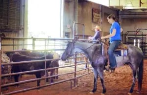 horse and rider looking at cows