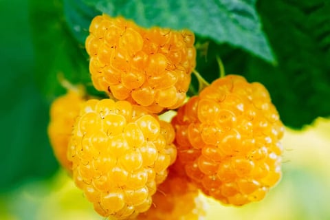 Framboesa Amarela