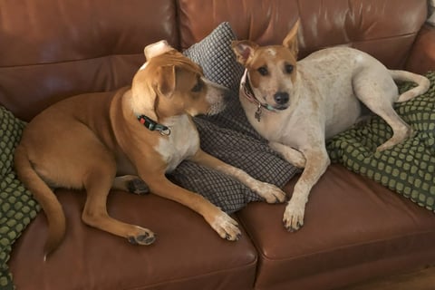 Dogs