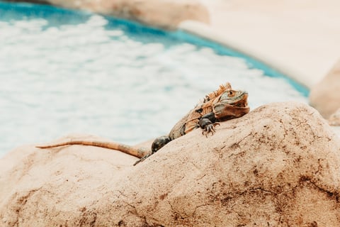 iguana in costa rica