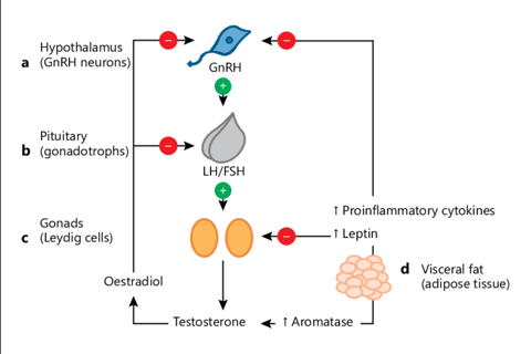 Testosterone hormone axis and feedback loop