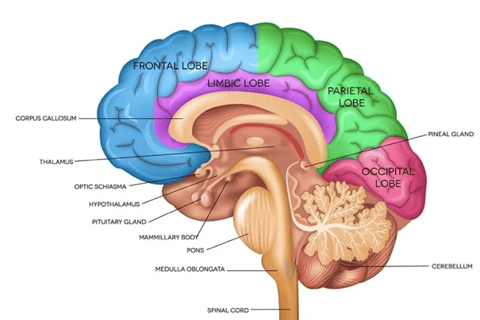 Anatomy of brain in colored image