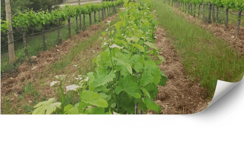 Disseny i cura de vinyes paisatgístiques a mallorca