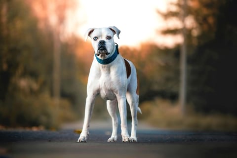 boxer-branco