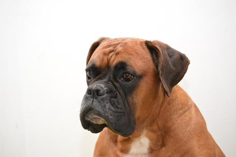 cão boxer