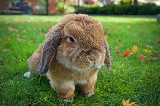 coelho holland lop