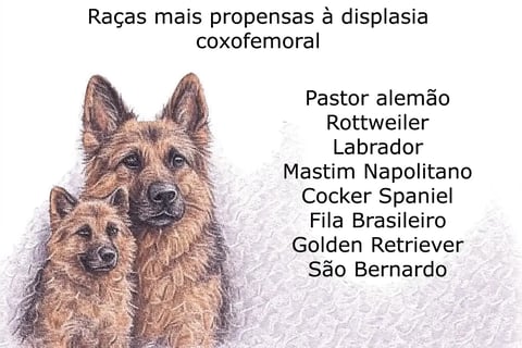 displasia_canina