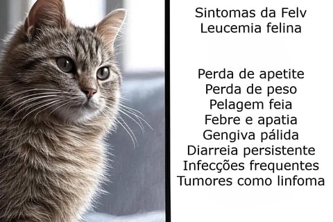 leucemia_felina
