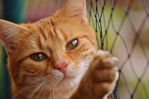 gato apartamento