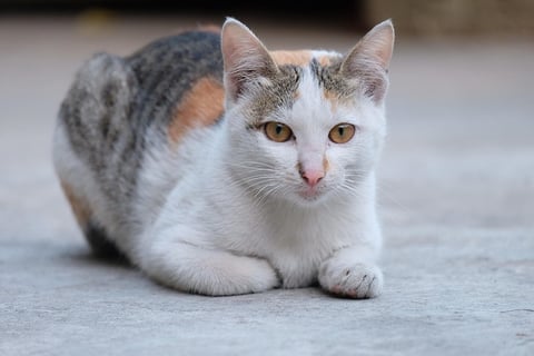 gato dilute calico