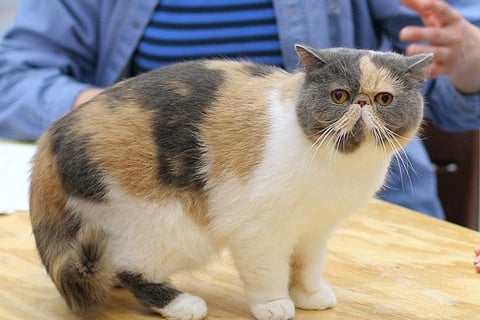 gato exotico
