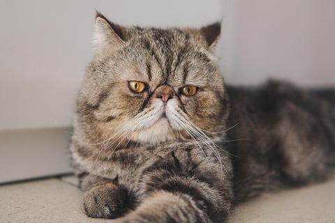 gato persa