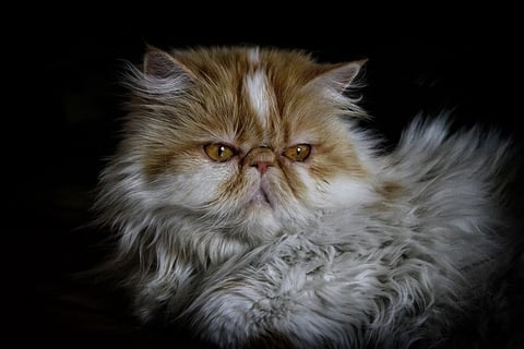 caracteristica gato persa
